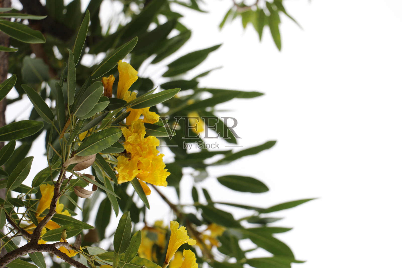 白色背景上盛开的黄色花朵照片摄影图片