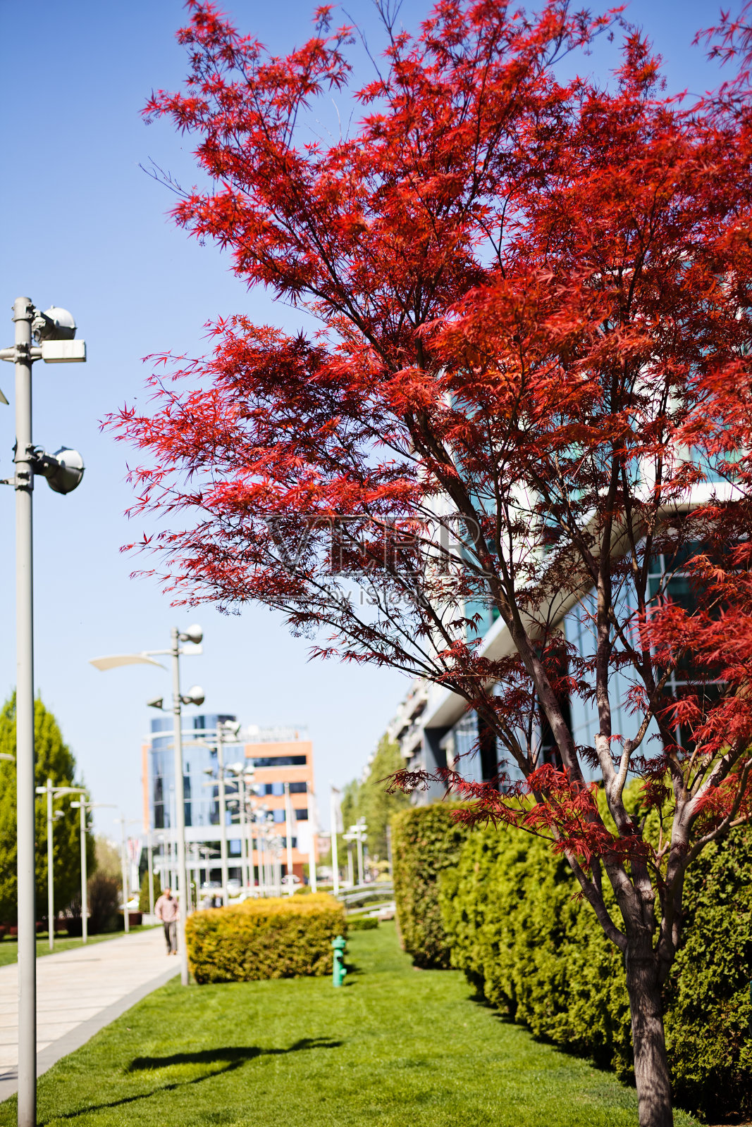 红叶树照片摄影图片