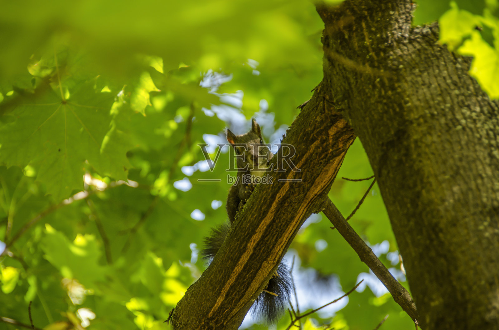 松鼠在树照片摄影图片