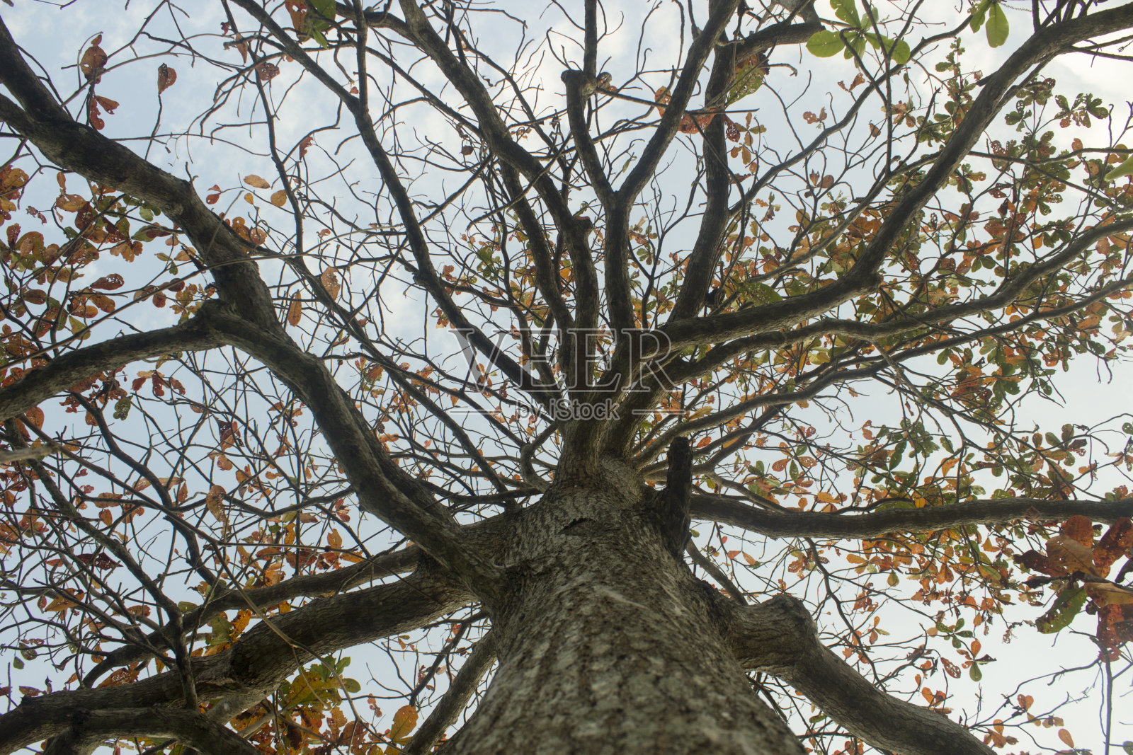 美丽,大树,清晰,蓝色,天空,看来,自然,一绺头发照片摄影图片