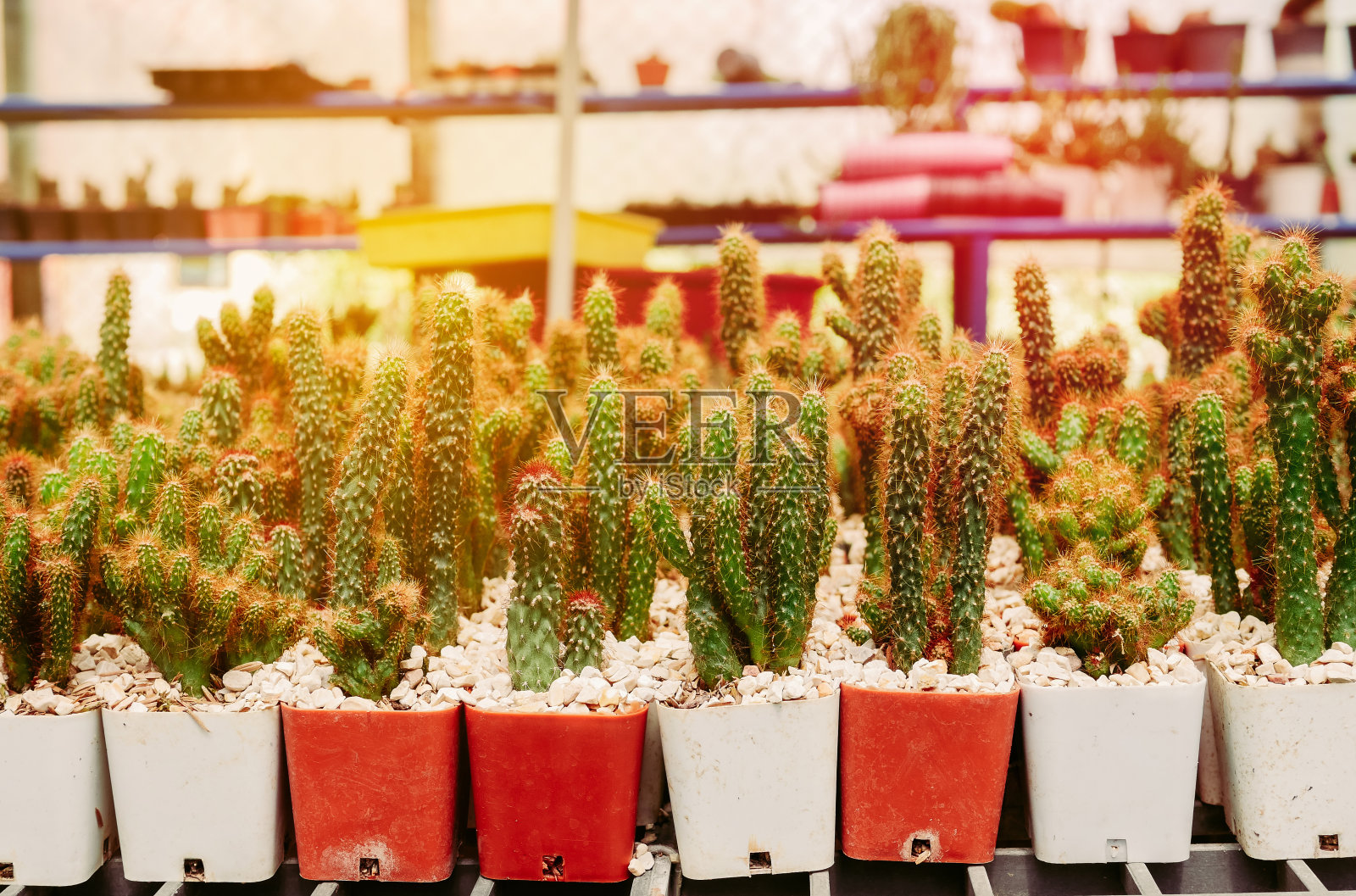 仙人掌在花盆照片摄影图片