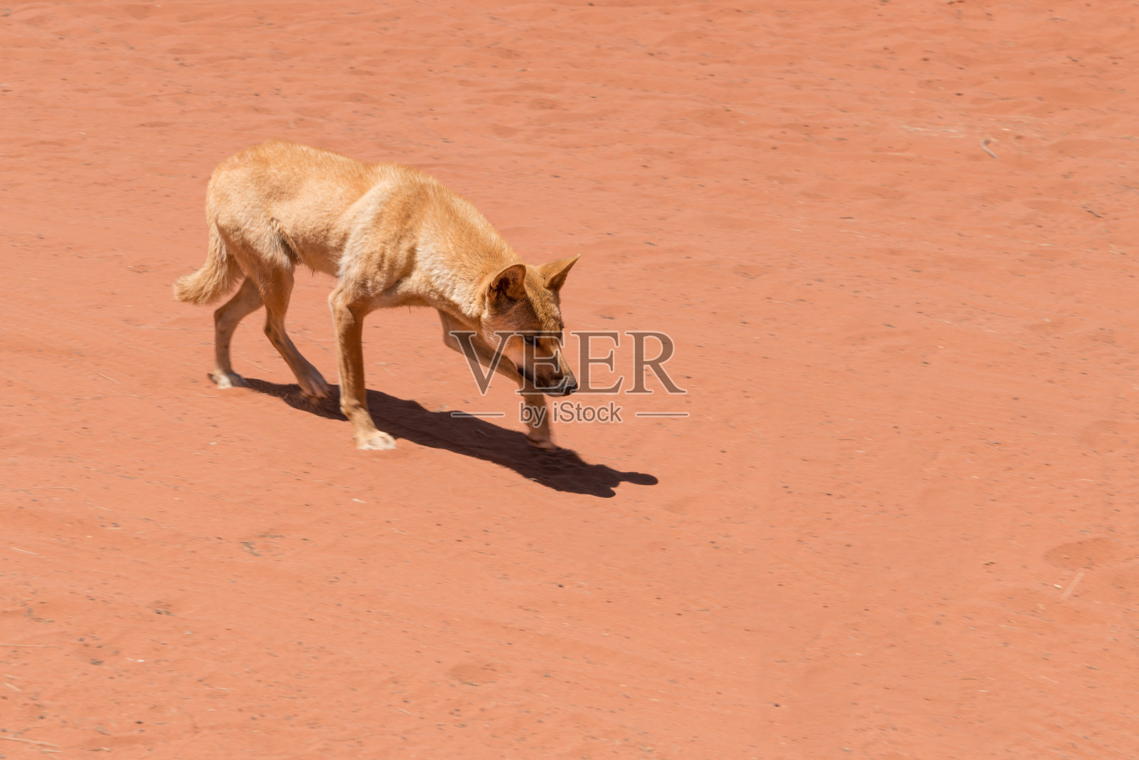 澳大利亚中部的野生野狗爬行/潜行照片摄影图片