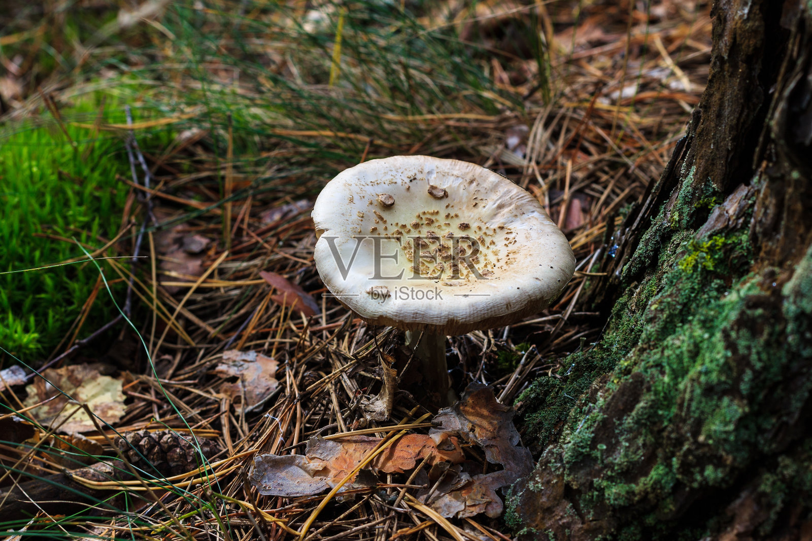 秋天森林里苍白的伞菌照片摄影图片