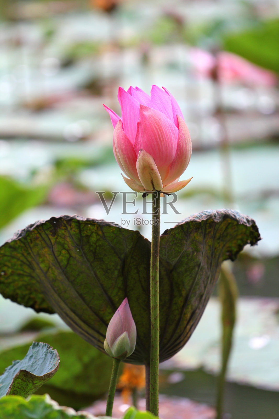 莲花照片摄影图片