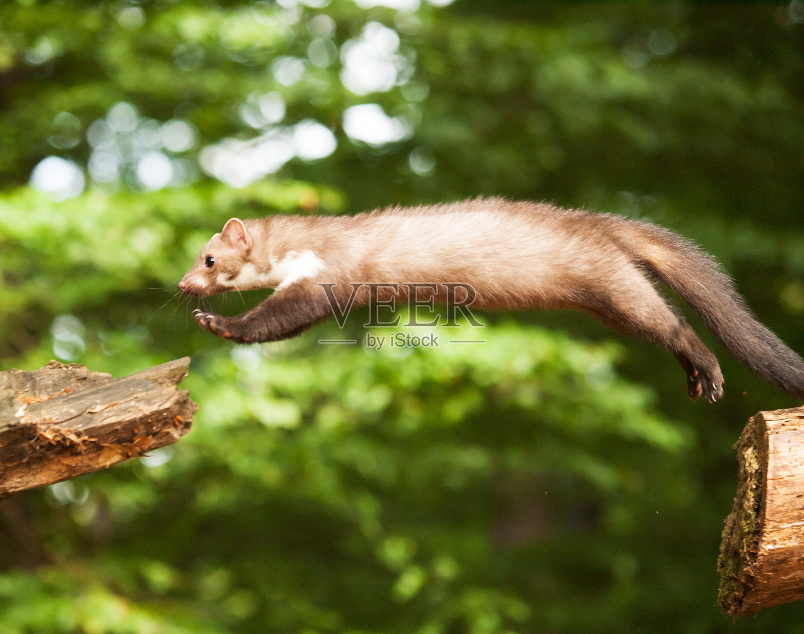 白胸貂皮在木头上跳-马蒂斯菲娜照片摄影图片