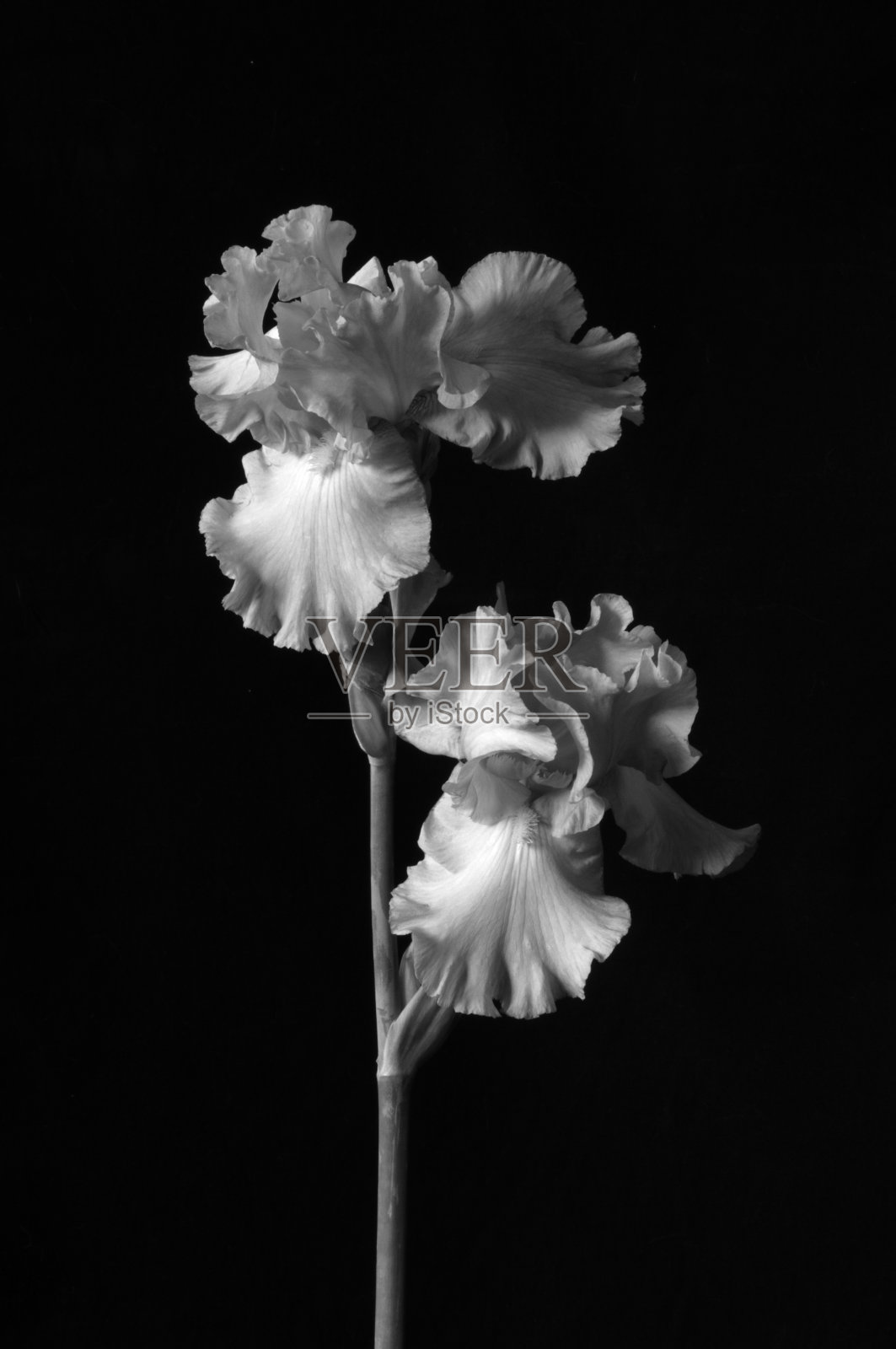 虹膜照片摄影图片