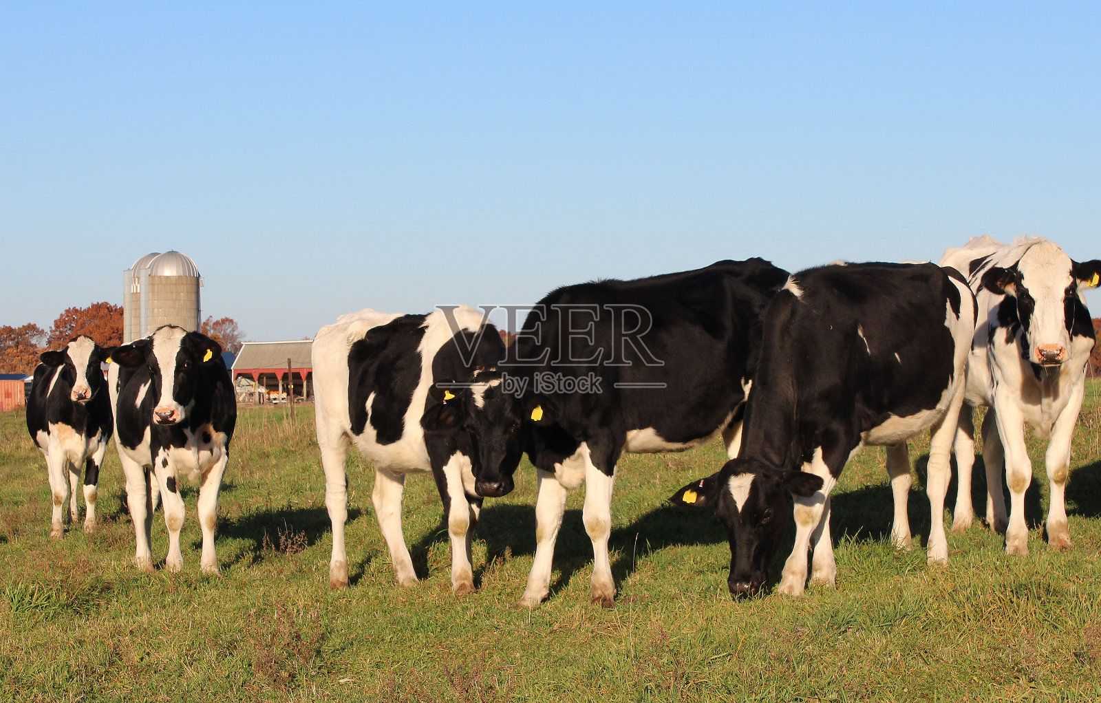 荷斯坦奶牛的家庭照片摄影图片