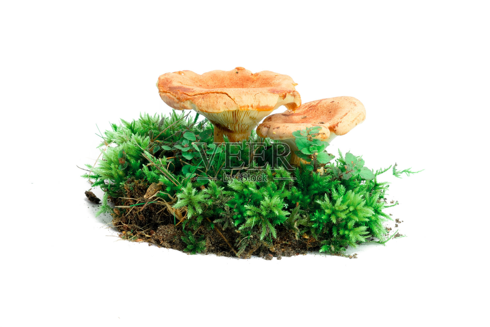 苔藓分离菌照片摄影图片