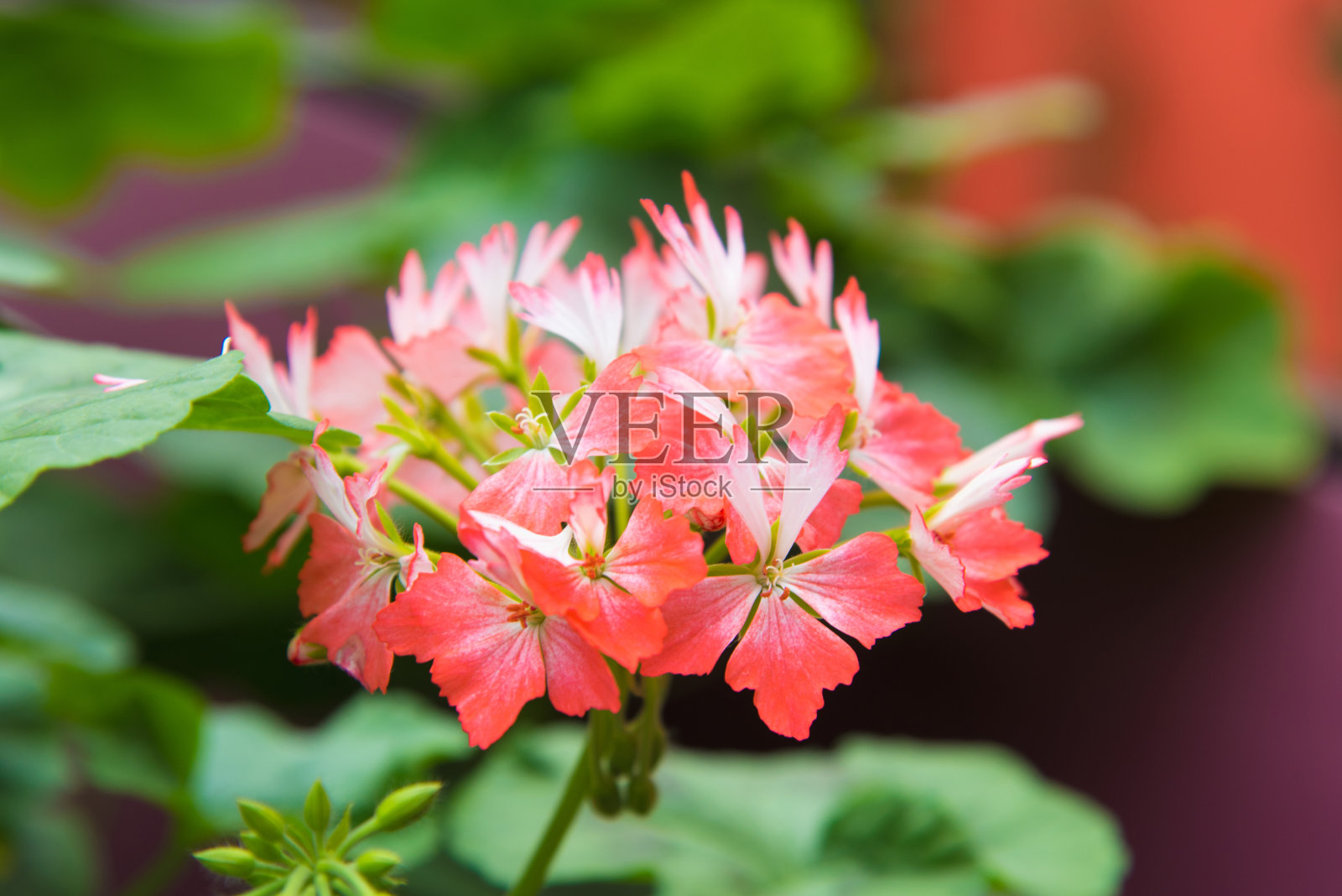 红色的花照片摄影图片