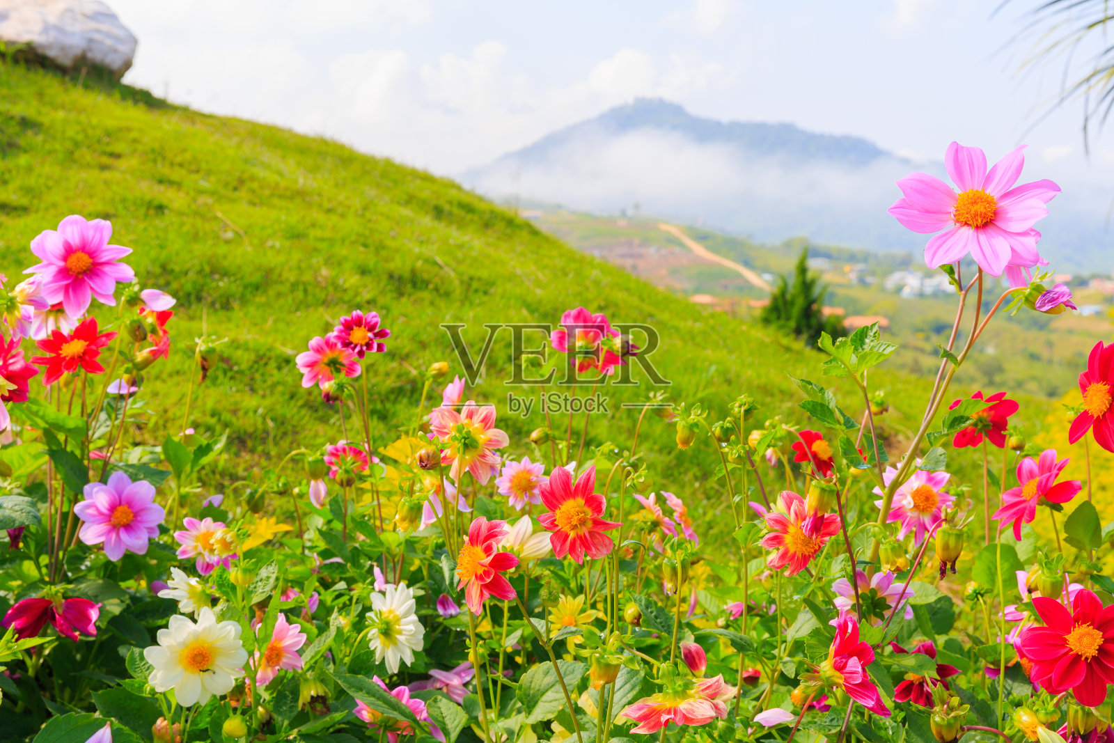 美丽多彩的花朵盛开在冬天和山峦的背景照片摄影图片
