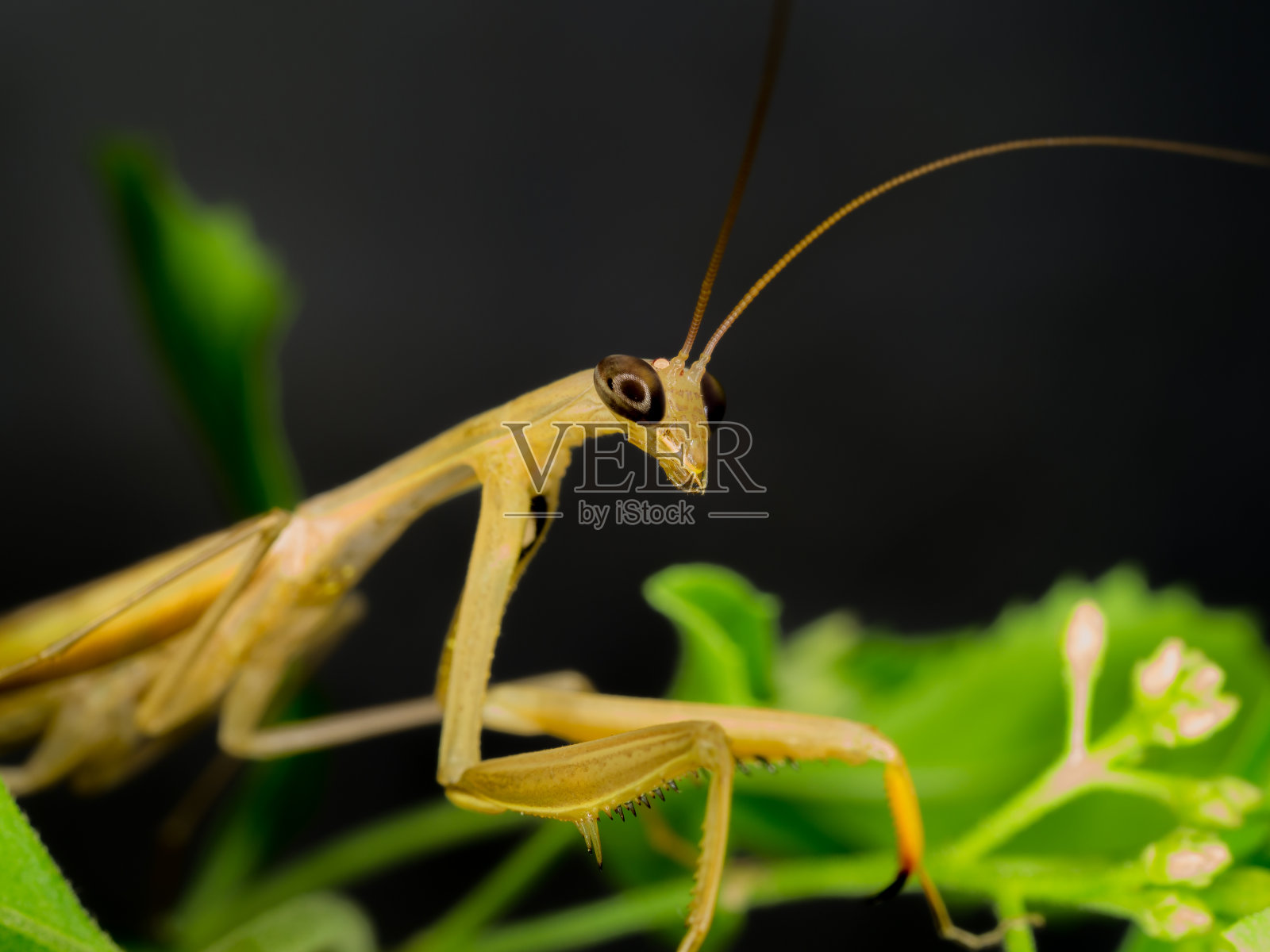 特写的棕色螳螂在自然照片摄影图片