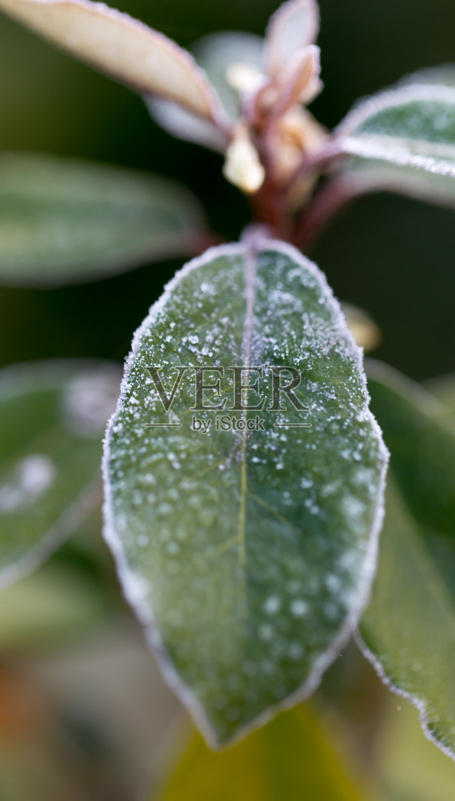早晨的霜照片摄影图片