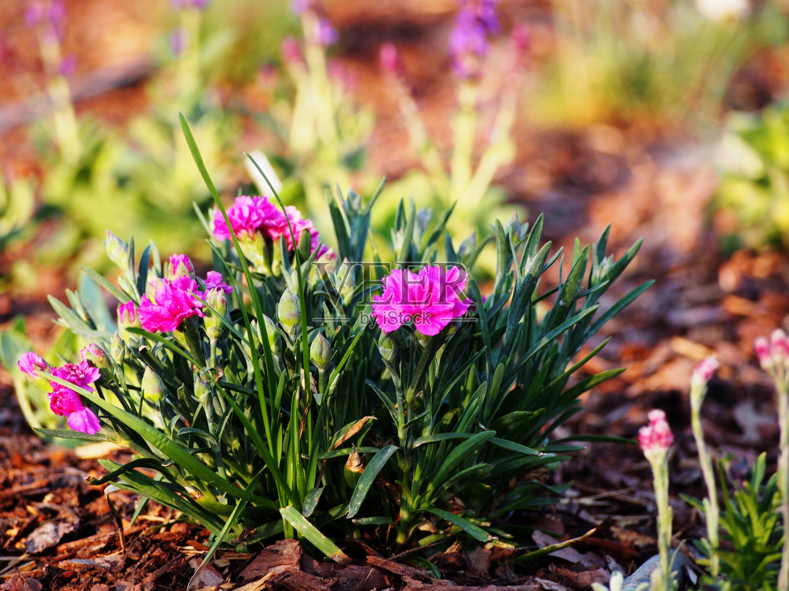 石竹类植物caryophyllus照片摄影图片