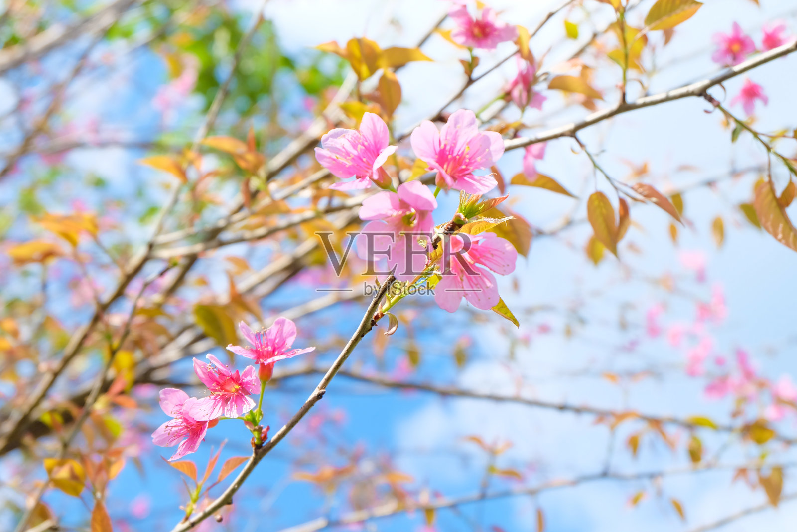 野生喜马拉雅樱桃照片摄影图片