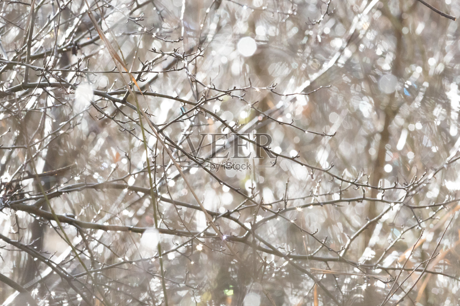 自然界中的桦树干照片摄影图片