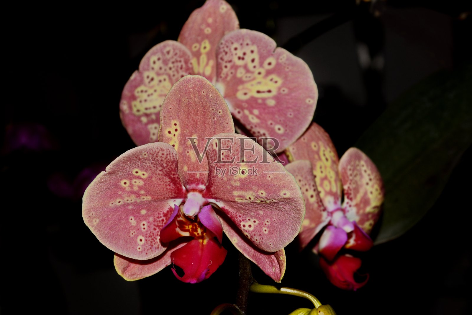 美丽的颜色蝴蝶兰照片摄影图片