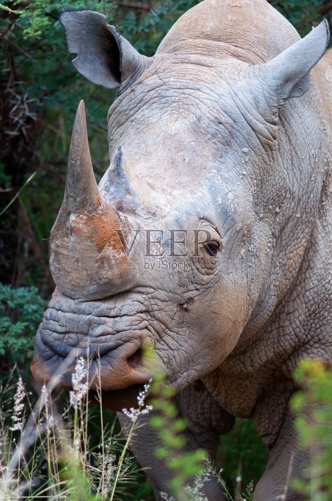 犀牛的角照片摄影图片