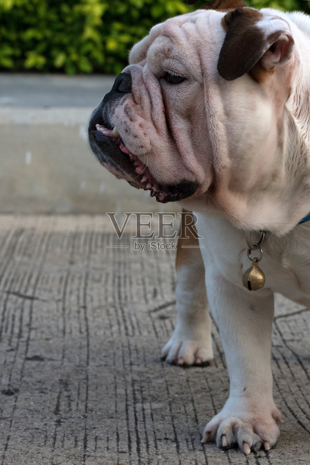 白色的英国牛头犬照片摄影图片