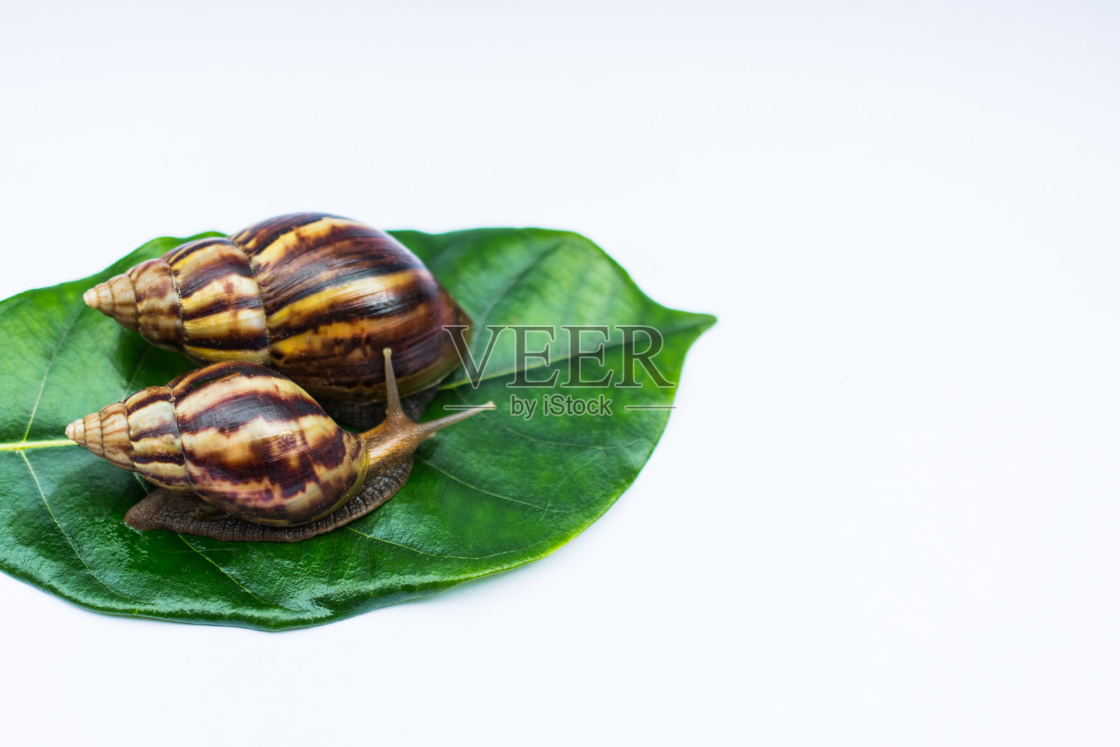 绿叶上的蜗牛照片摄影图片