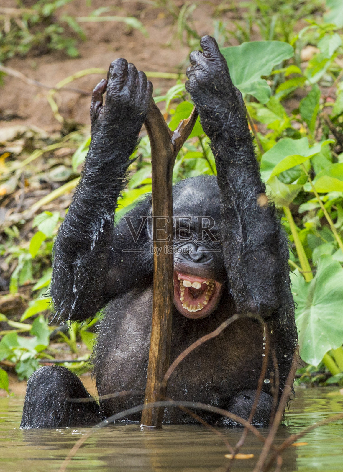 倭黑猩猩愉快地沐浴着，微笑着。照片摄影图片