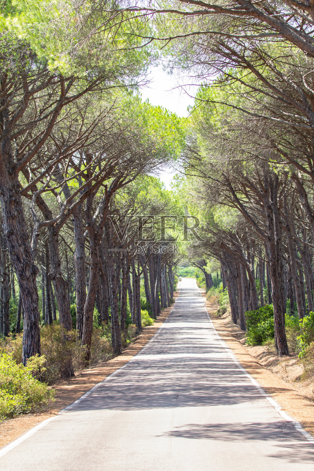 风景笔直的道路下的树照片摄影图片