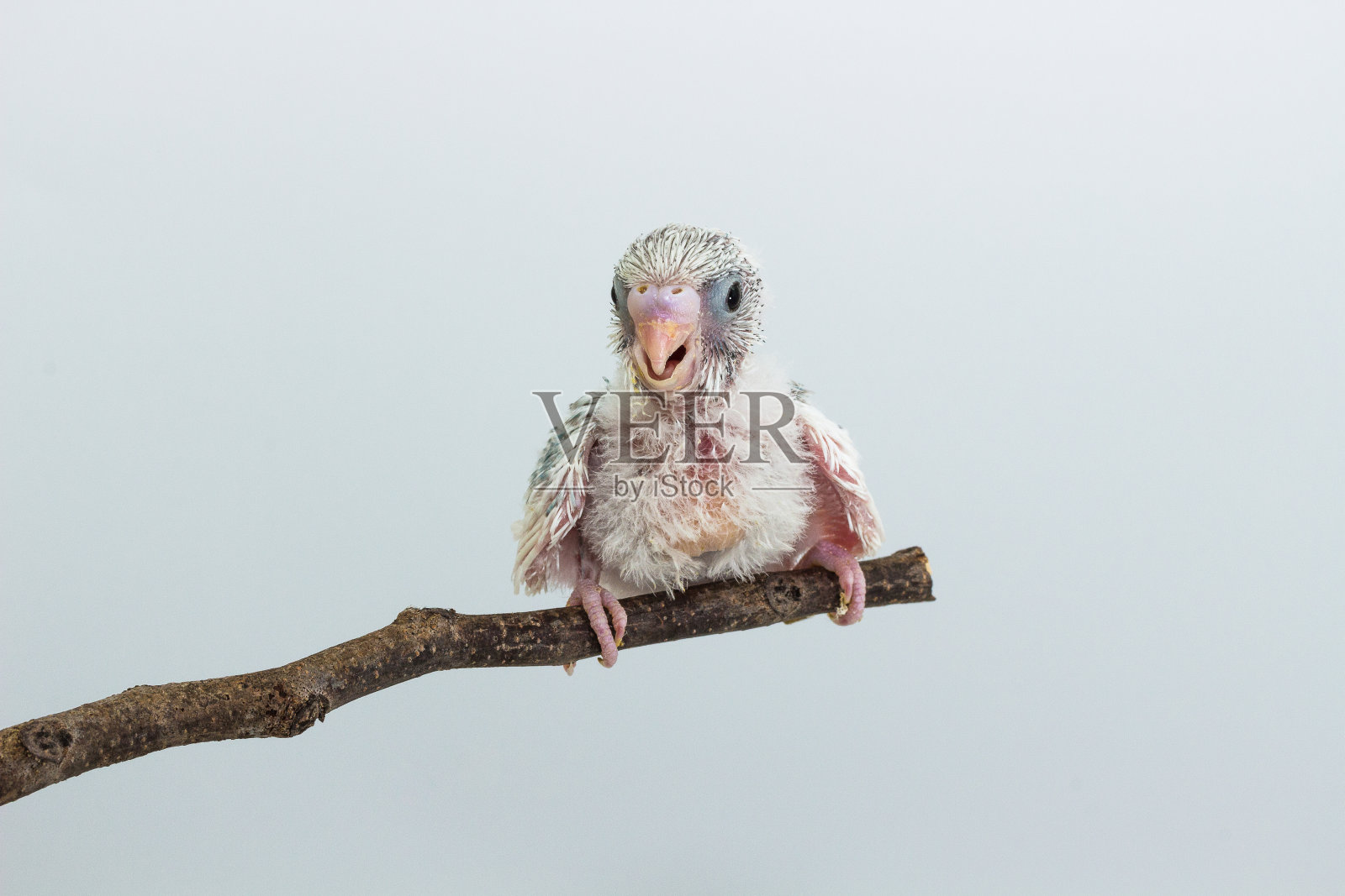 Budgarigar,鹦鹉鸟照片摄影图片