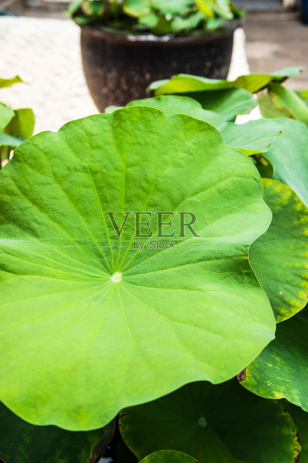 莲花照片摄影图片