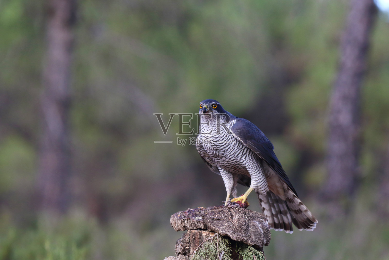 北方和欧亚苍鹰照片摄影图片