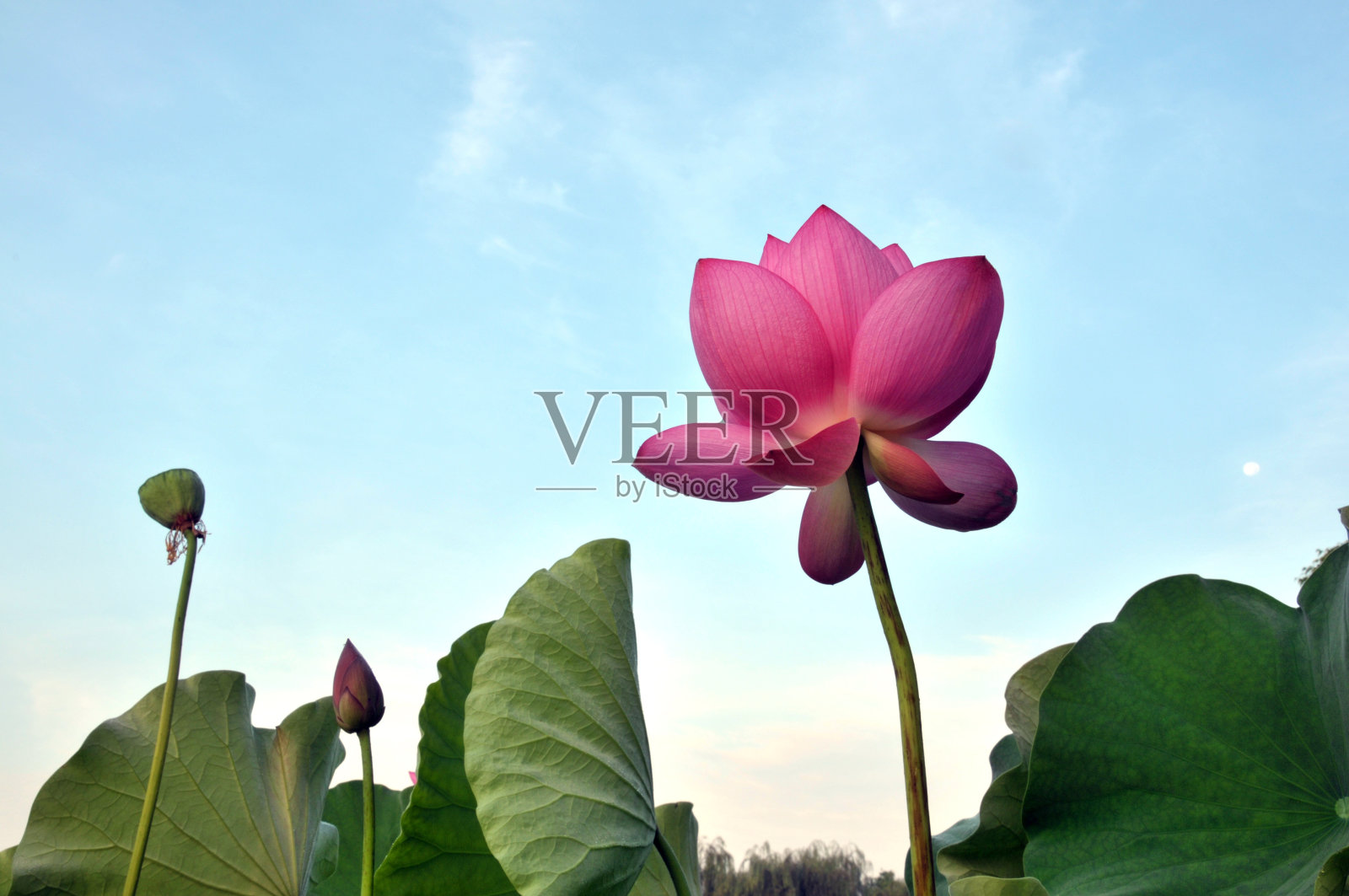 盛开的荷花照片摄影图片