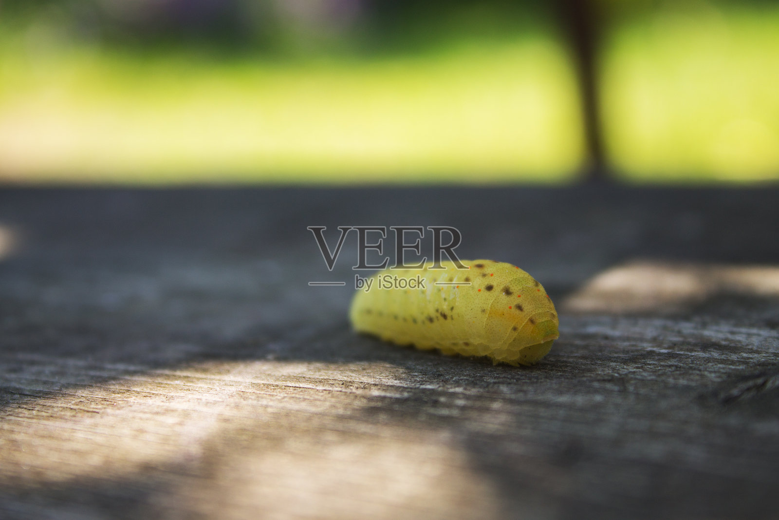 黄毛虫波达里乌宏照片摄影图片