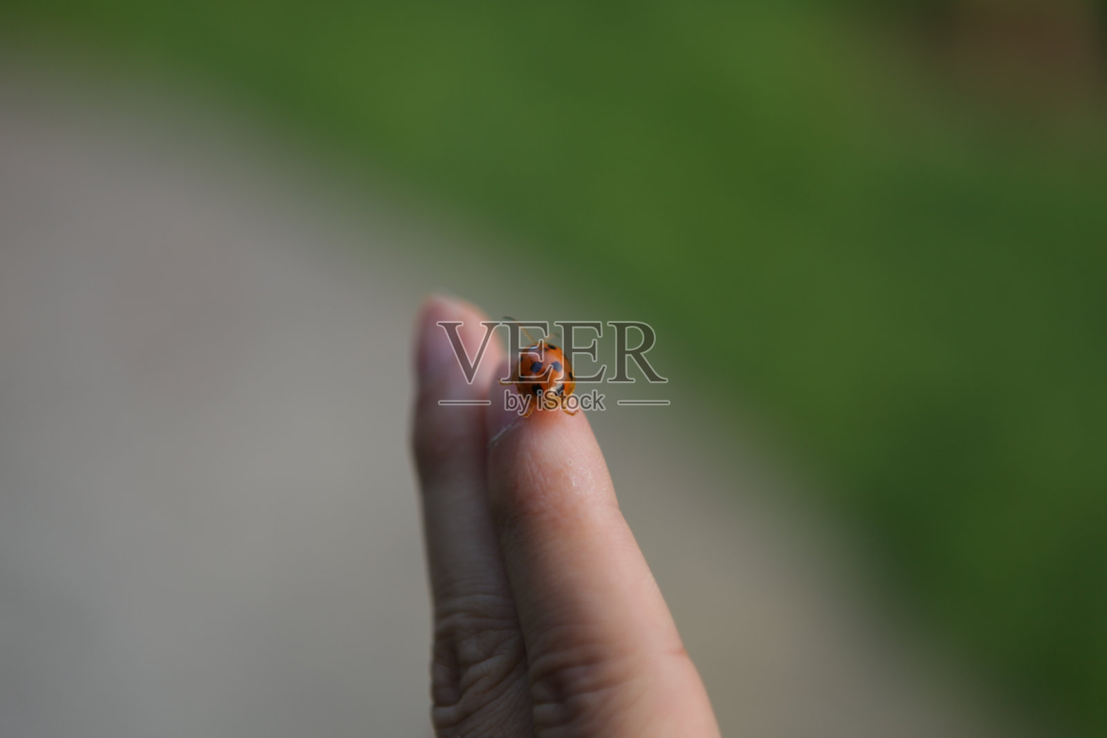 瓢虫照片摄影图片