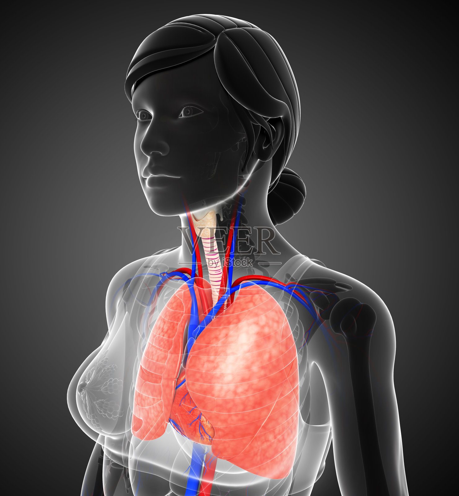 女性肺解剖照片摄影图片