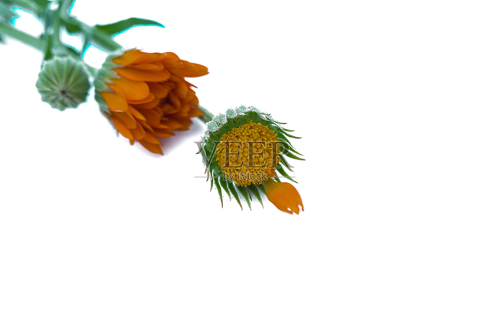 秋天万寿菊鲜花照片摄影图片