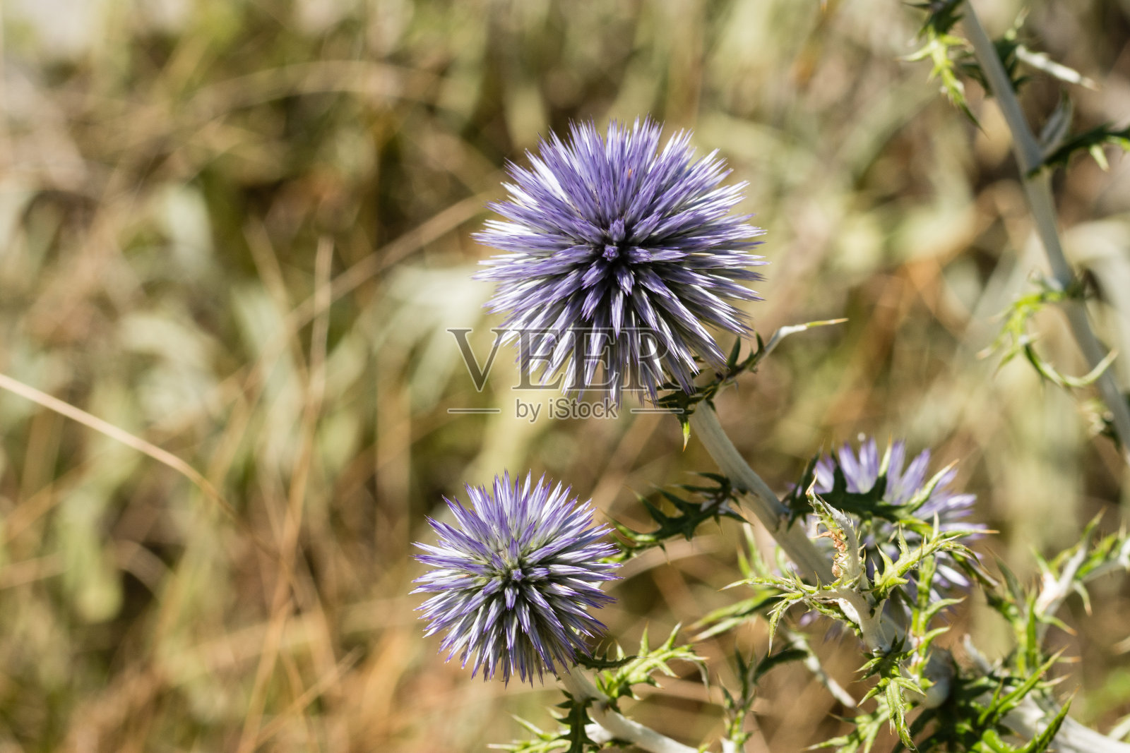 粉红色的花照片摄影图片