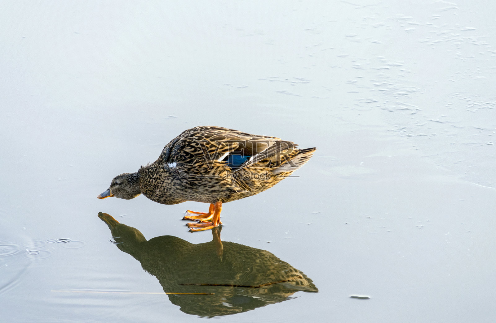 大厅冰上的鸭子照片摄影图片