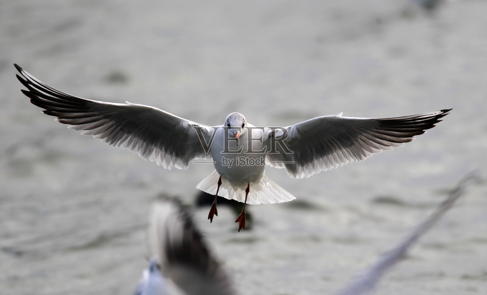 金河金照片摄影图片