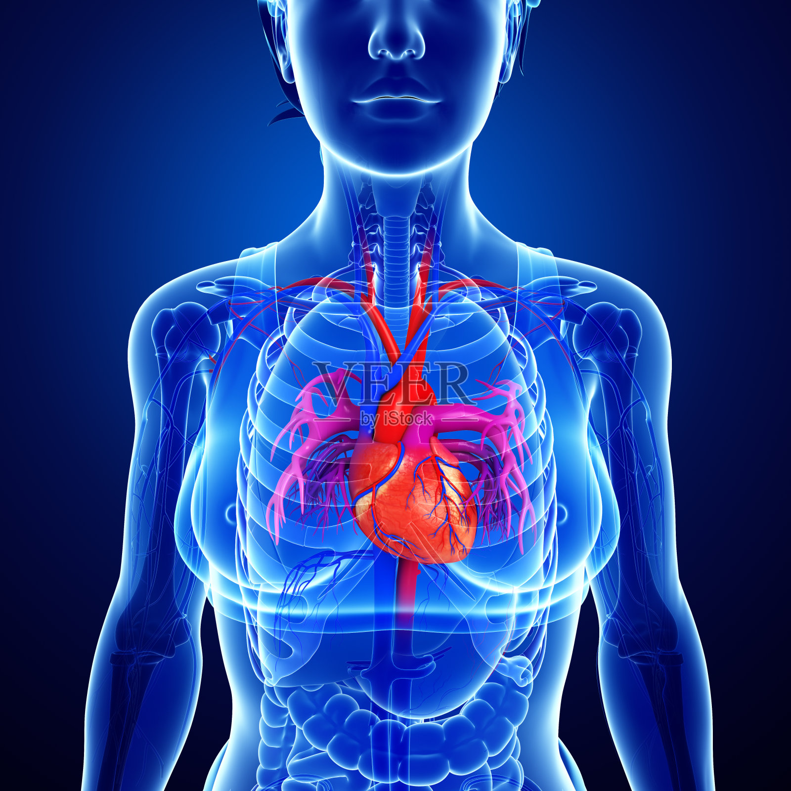 女性心脏解剖照片摄影图片