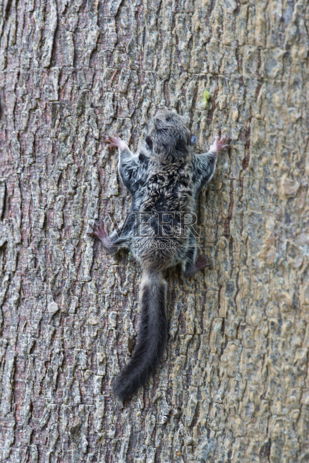 小飞狐猴趴在树上照片摄影图片