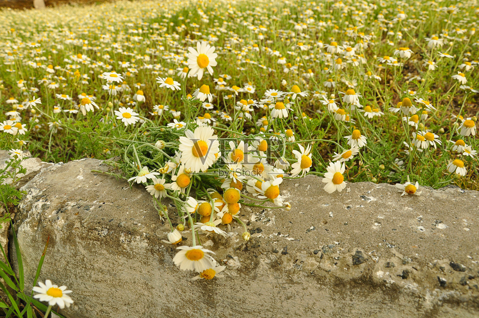 医学雏菊的田野照片摄影图片