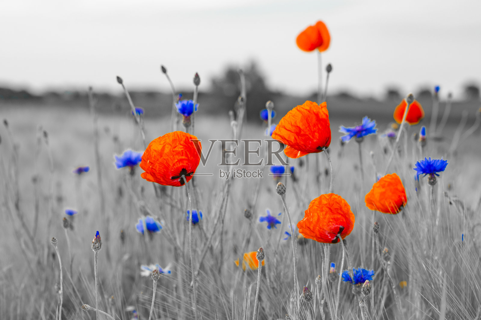 野花罂粟照片摄影图片