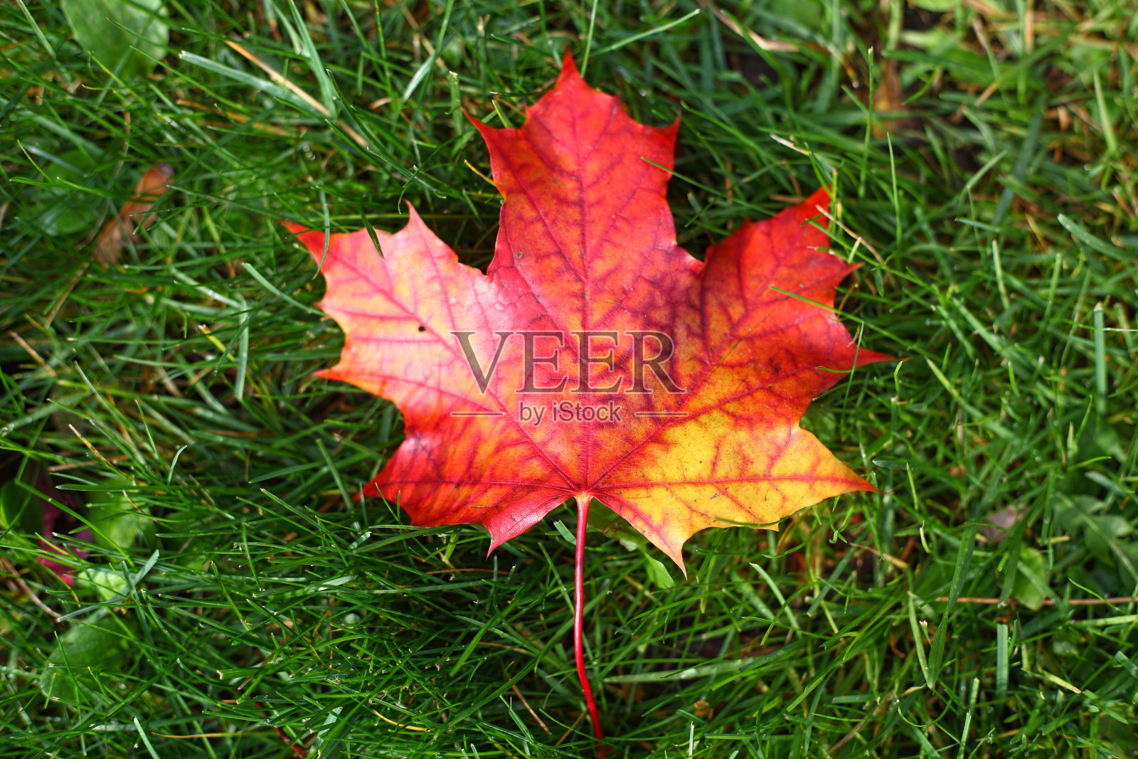 红枫叶在绿草上照片摄影图片