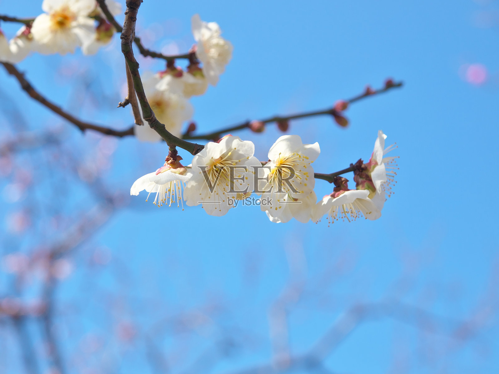 花照片摄影图片