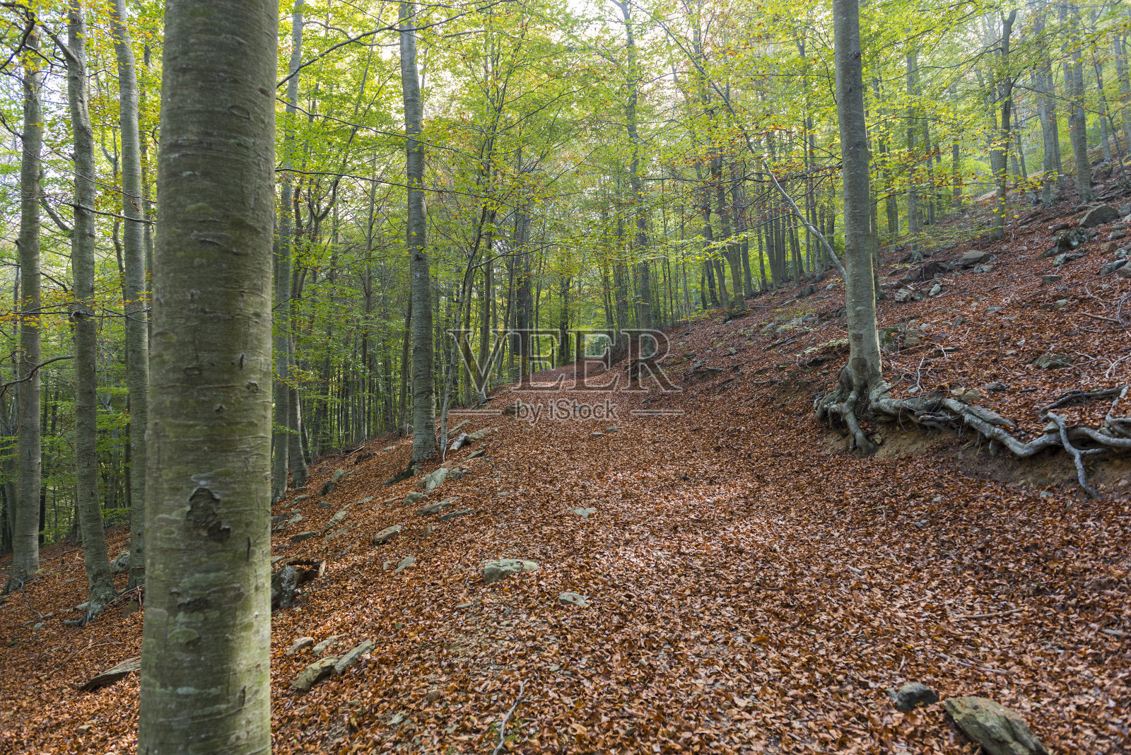 森林照片摄影图片