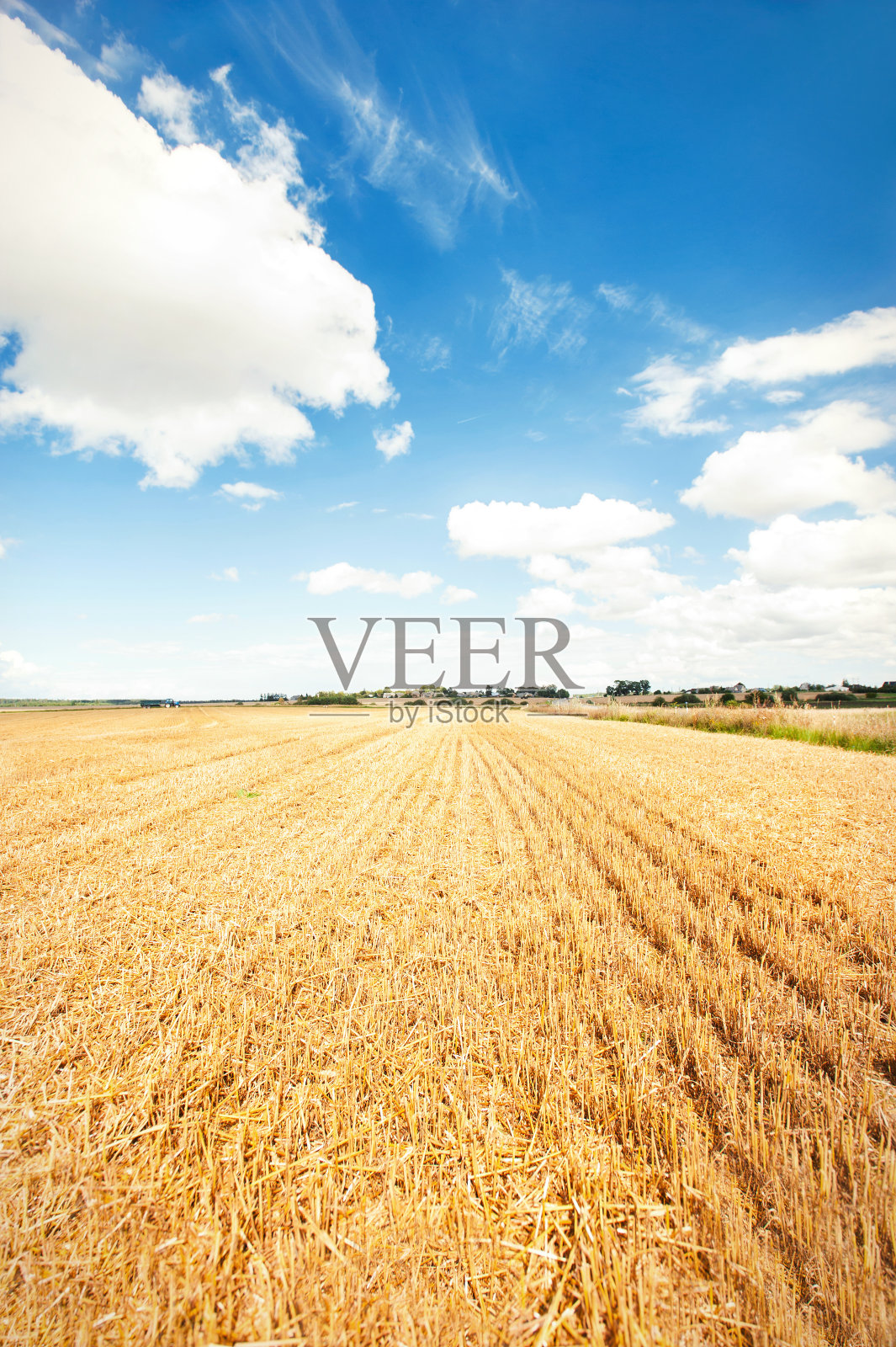 收获的季节。金色的麦田在云雾的背景。照片摄影图片