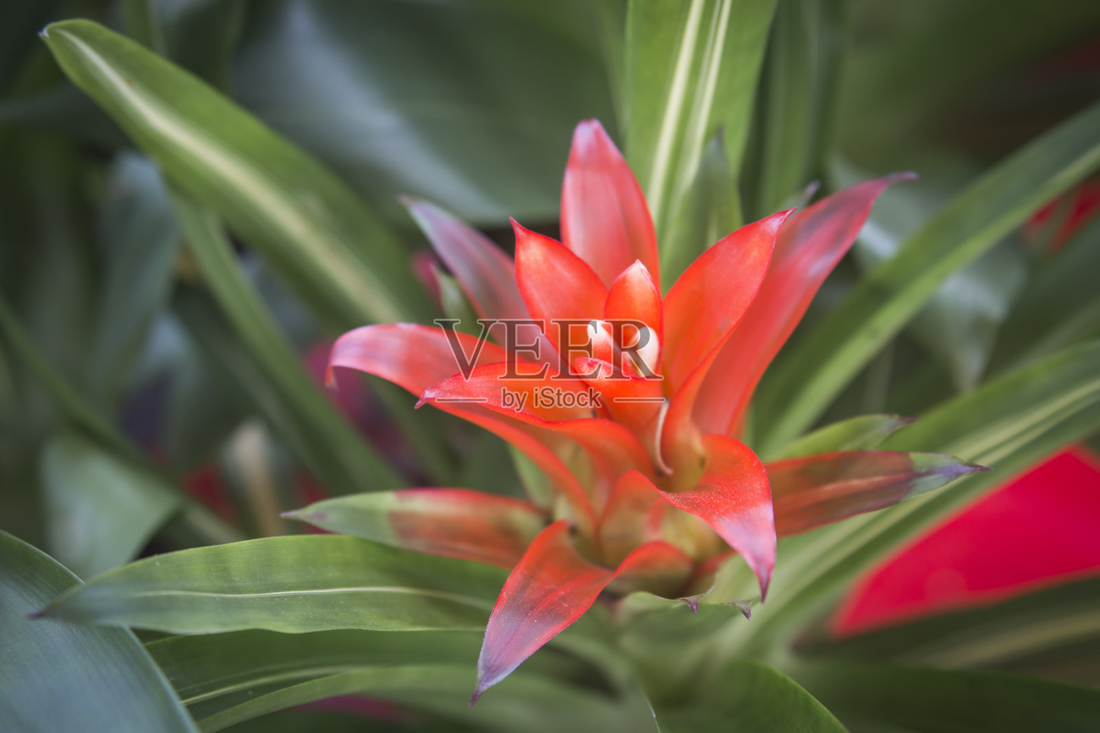 红色的花。照片摄影图片