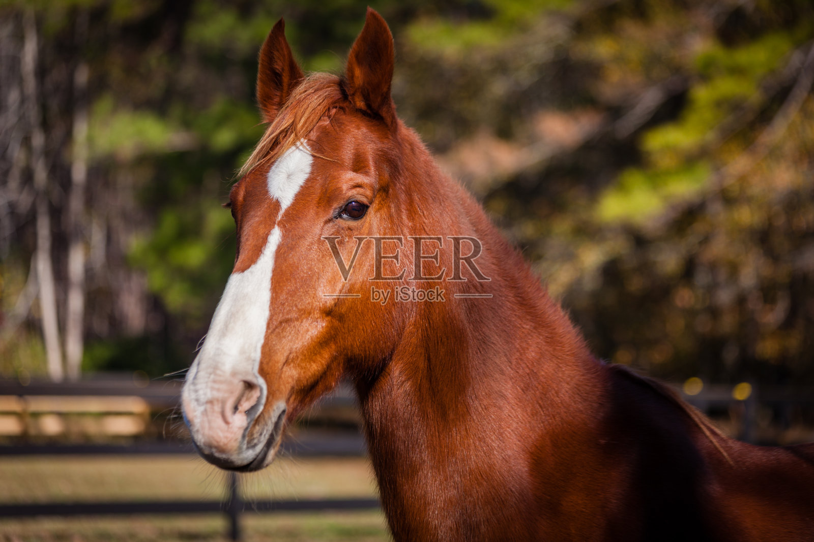 马女士的头照片摄影图片