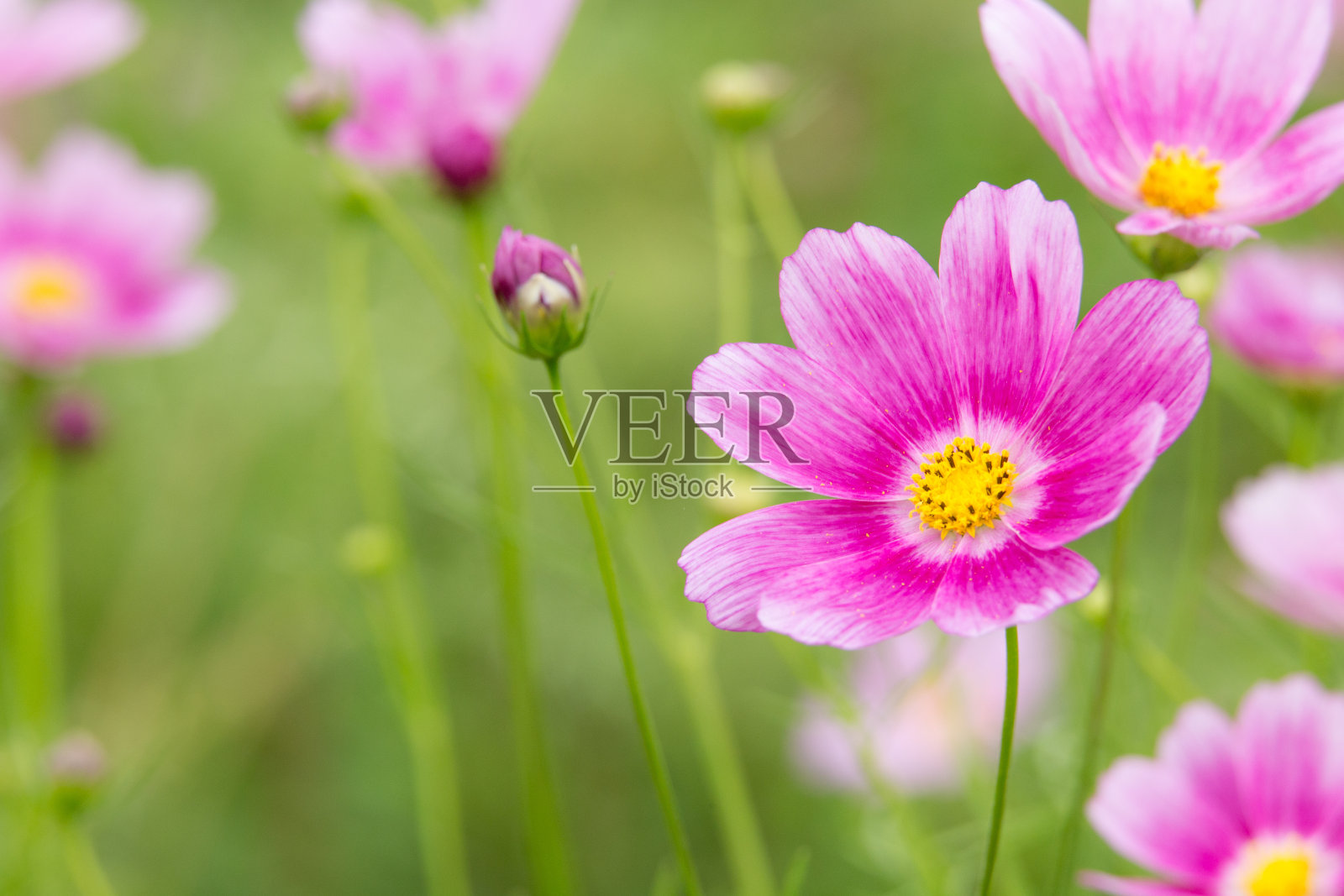 粉红色的宇宙照片摄影图片