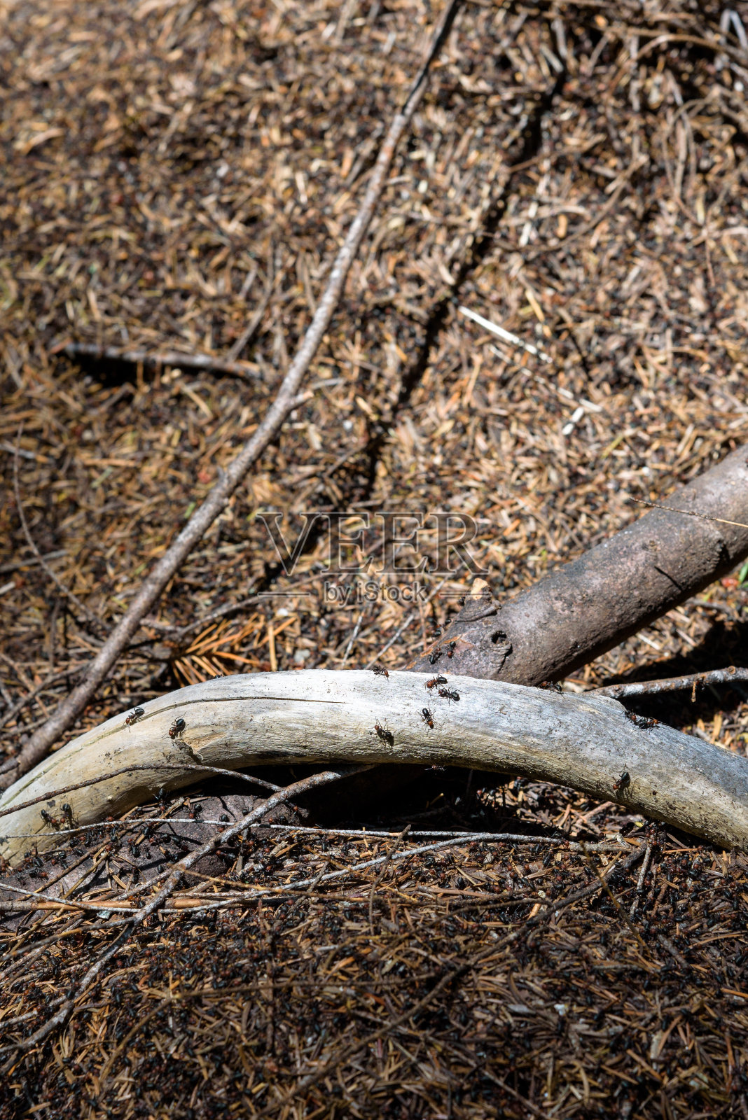 蚂蚁，自然界最勤劳的劳动者照片摄影图片