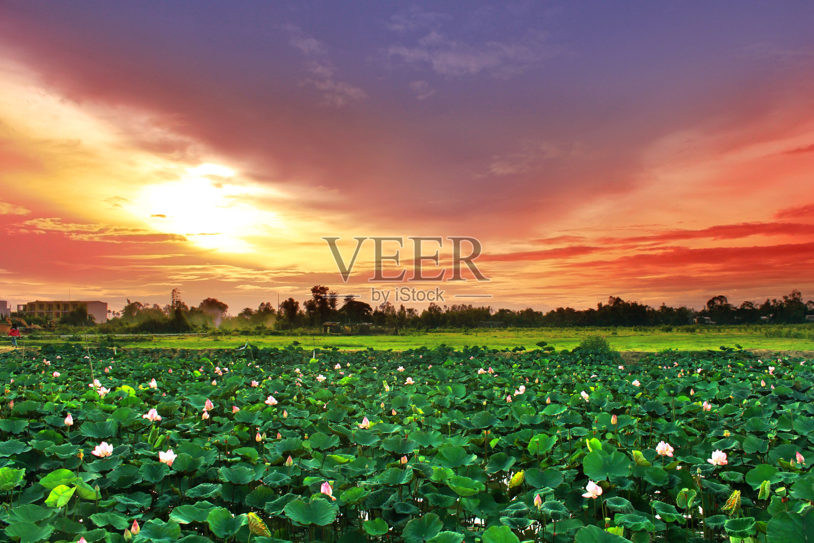 粉红色的莲花(Nelumbo nucifera)在湖中开花和叶照片摄影图片