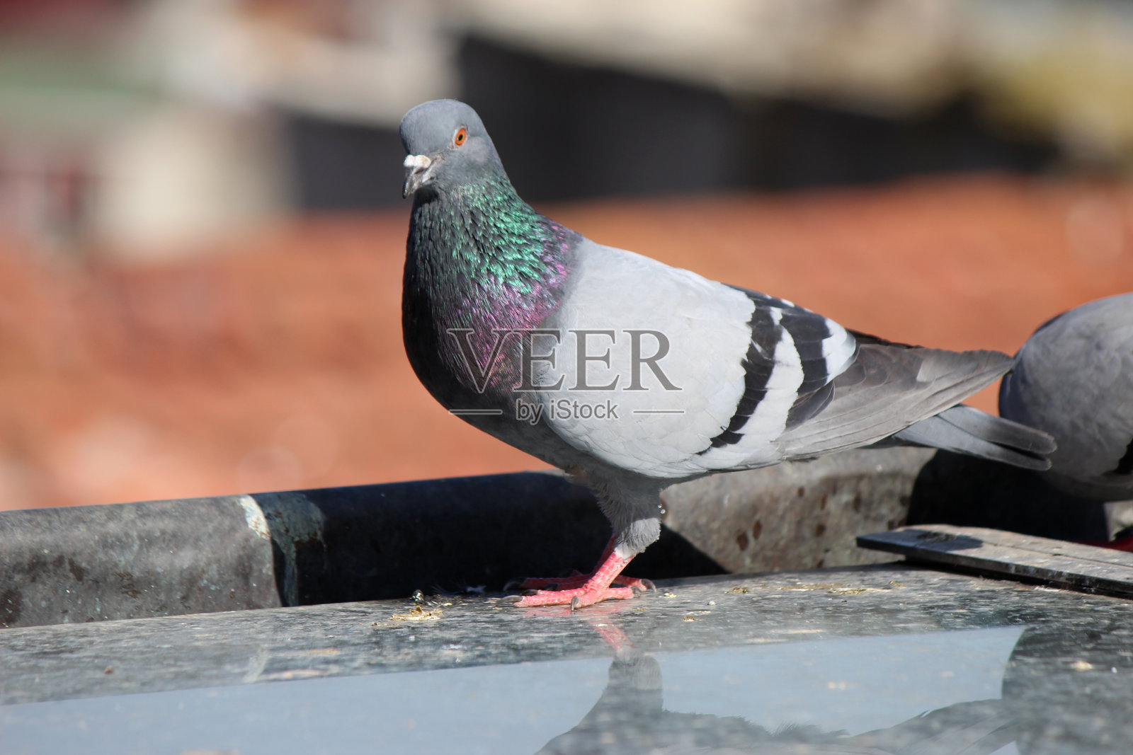 鸽子照片摄影图片